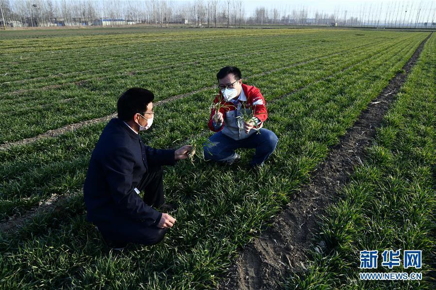 (圖文互動)(1)別樣的春耕——來自農業(yè)大省山東的春耕備耕見聞