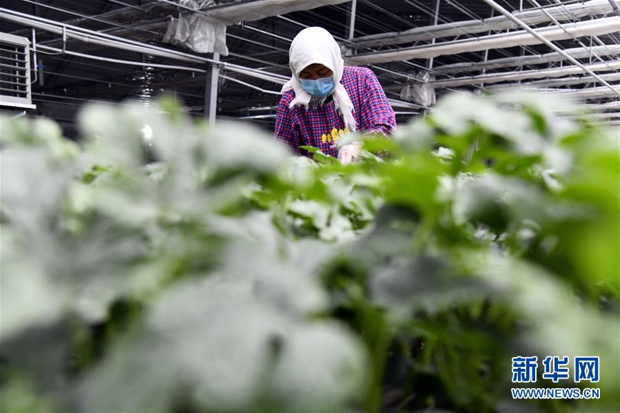 (圖文互動)(3)別樣的春耕——來自農業(yè)大省山東的春耕備耕見聞