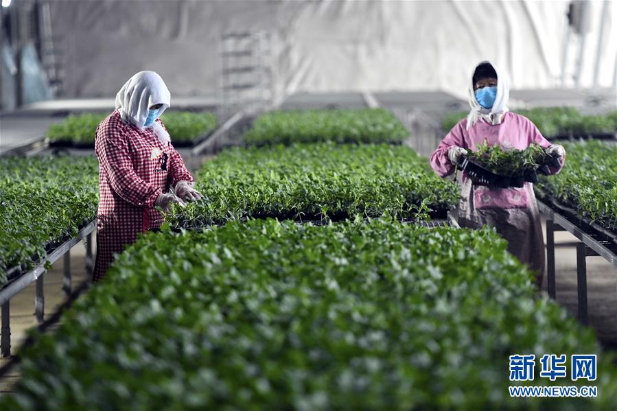 (圖文互動)(4)別樣的春耕——來自農業(yè)大省山東的春耕備耕見聞