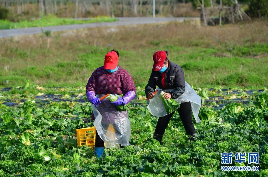 (圖文互動(dòng))(3)廣西桂林:“借力+接力”新鮮蔬菜進(jìn)社區(qū)