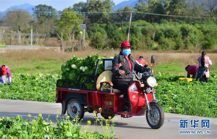 (圖文互動(dòng))(5)廣西桂林:“借力+接力”新鮮蔬菜進(jìn)社區(qū)