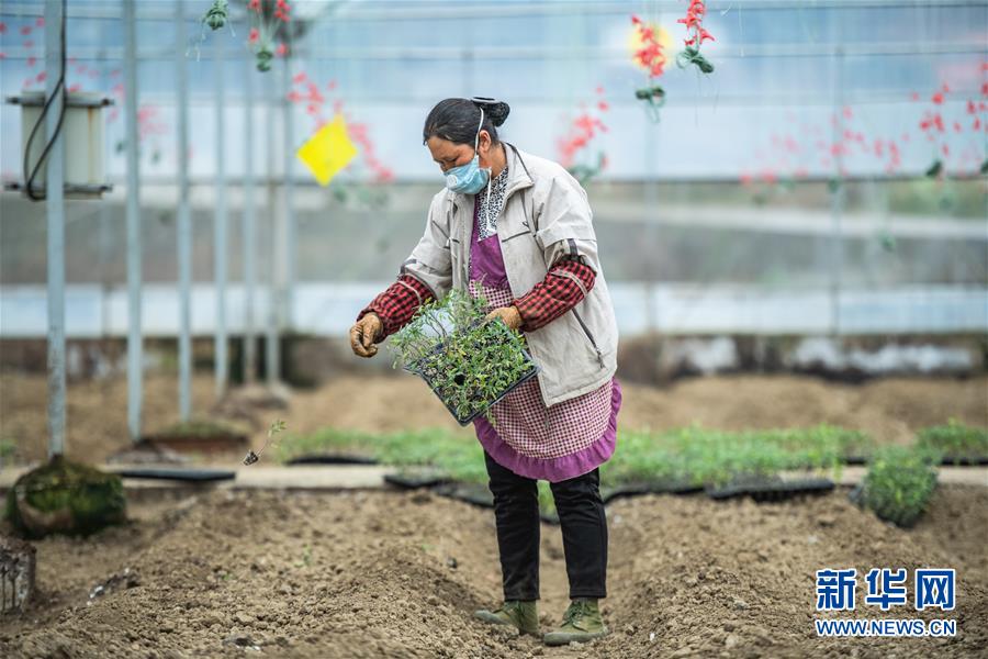 （新華全媒頭條&middot;圖文互動）（9）書寫新的轉(zhuǎn)折&mdash;&mdash;寫在革命老區(qū)遵義全面脫貧之際