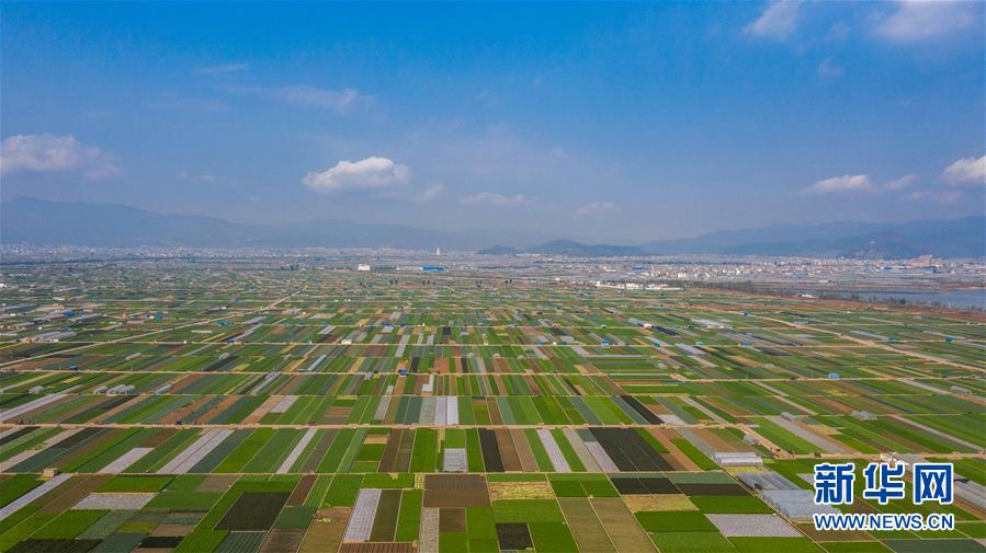 （抓好春耕備耕 穩(wěn)住農(nóng)業(yè)生產(chǎn)&middot;圖文互動）（5）&ldquo;栽種的是菜苗，收獲的是希望&rdquo;&mdash;&mdash;云南蔬菜集散地通?？h春耕見聞 