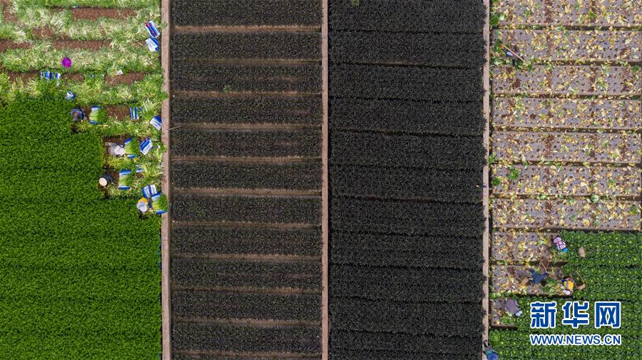 （抓好春耕備耕 穩(wěn)住農(nóng)業(yè)生產(chǎn)&middot;圖文互動）（4）&ldquo;栽種的是菜苗，收獲的是希望&rdquo;&mdash;&mdash;云南蔬菜集散地通海縣春耕見聞 