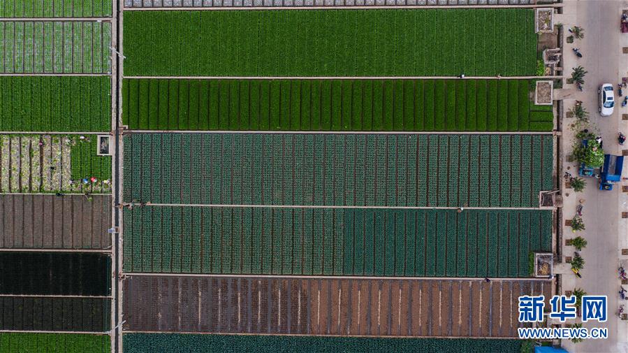 （抓好春耕備耕 穩(wěn)住農(nóng)業(yè)生產(chǎn)&middot;圖文互動）（1）&ldquo;栽種的是菜苗，收獲的是希望&rdquo;&mdash;&mdash;云南蔬菜集散地通海縣春耕見聞 