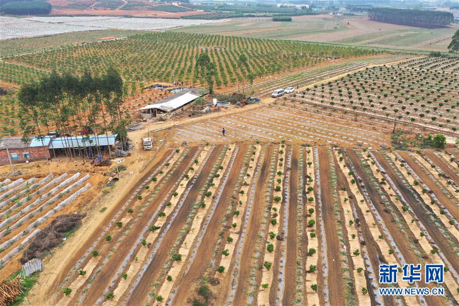 (抓好春耕備耕 穩(wěn)住農(nóng)業(yè)生產(chǎn)·圖文互動)(3)農(nóng)時不等人 扶貧不能拖——種瓜大村春耕生產(chǎn)見聞