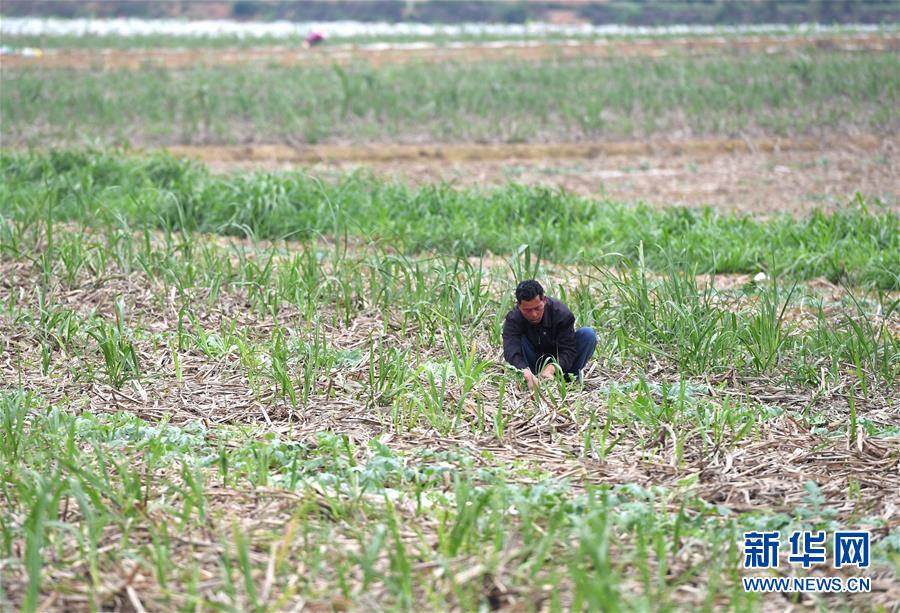 (抓好春耕備耕 穩(wěn)住農(nóng)業(yè)生產(chǎn)·圖文互動)(4)農(nóng)時不等人 扶貧不能拖——種瓜大村春耕生產(chǎn)見聞