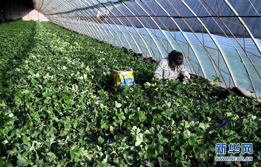 （在習近平新時代中國特色社會主義思想指引下&mdash;&mdash;新時代新作為新篇章&middot;習近平總書記關切事&middot;圖文互動）（3）戰(zhàn)&ldquo;疫&rdquo;要勁時，戰(zhàn)&ldquo;貧&rdquo;再加把勁！&mdash;&mdash;中央各部門助力脫貧攻堅很給力