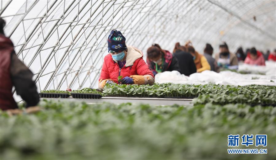 (新華全媒頭條·圖文互動)(3)春色最濃在田間——來自全國春耕備耕的現(xiàn)場觀察