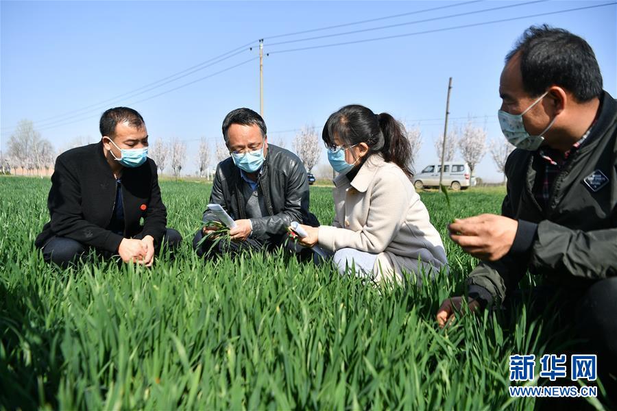 (新華全媒頭條·圖文互動)(8)春色最濃在田間——來自全國春耕備耕的現(xiàn)場觀察