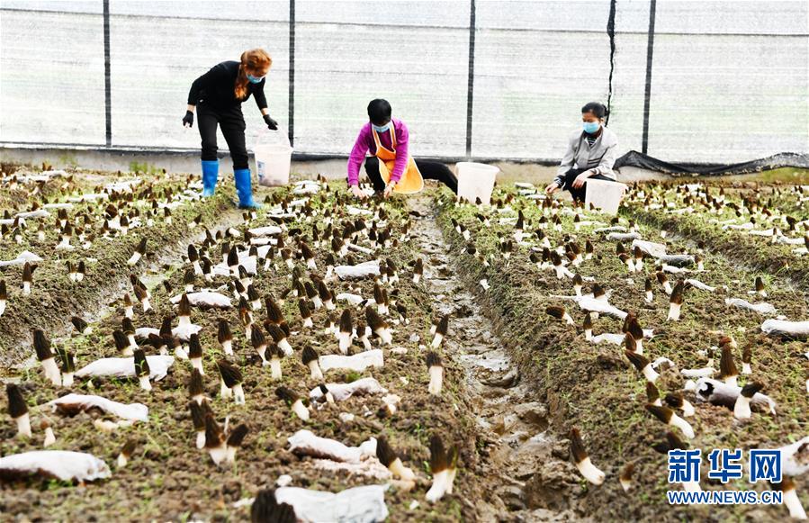 （決戰(zhàn)決勝脫貧攻堅(jiān)&middot;圖文互動(dòng)）（1）天然&ldquo;寶貝&rdquo;促增收&mdash;&mdash;貴州錦屏縣培育扶貧產(chǎn)業(yè)見(jiàn)聞