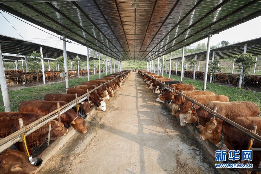 (圖文互動(dòng))(4)疏通產(chǎn)業(yè)鏈堵點(diǎn) 保障“菜籃子”供應(yīng)——重慶養(yǎng)殖大區(qū)力促養(yǎng)殖業(yè)補(bǔ)損復(fù)產(chǎn)