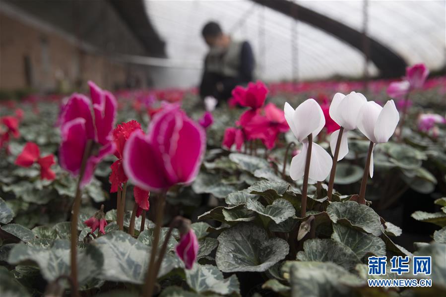 （在習近平新時代中國特色社會主義思想指引下&mdash;&mdash;新時代新作為新篇章&middot;習近平總書記關(guān)切事&middot;圖文互動）（2）希望的田野，希望的春天&mdash;&mdash;各地農(nóng)業(yè)生產(chǎn)新動態(tài)掃描