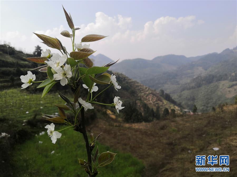 （決戰(zhàn)決勝脫貧攻堅&middot;圖文互動）（1）寄相思，償夙愿&mdash;&mdash;5封清明&ldquo;家書&rdquo;里的決戰(zhàn)決勝信念