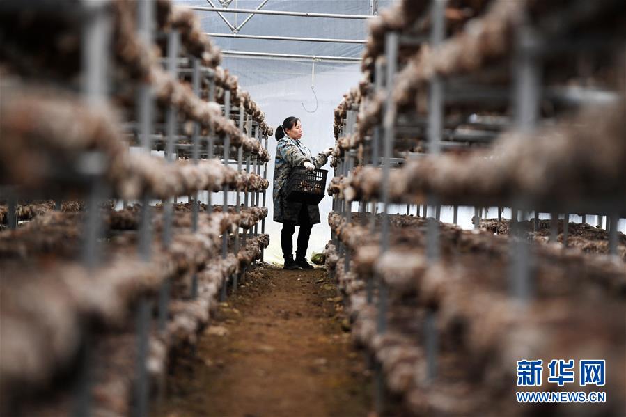 （決戰(zhàn)決勝脫貧攻堅&middot;圖文互動）（5）多重保障 不漏一人&mdash;&mdash;貴州一個脫貧&ldquo;摘帽&rdquo;縣的防貧機(jī)制探索