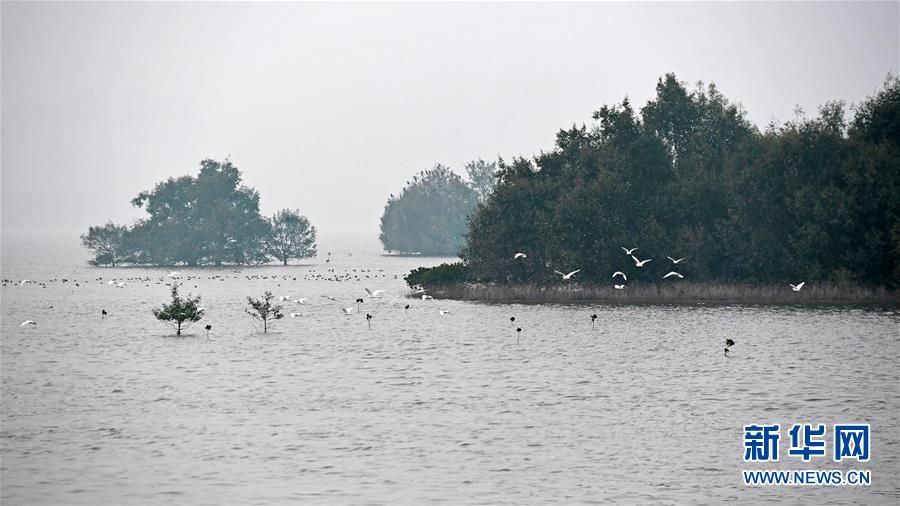 (新華全媒頭條·圖文互動(dòng))(5)為有源頭清水來——深圳“馴水記”