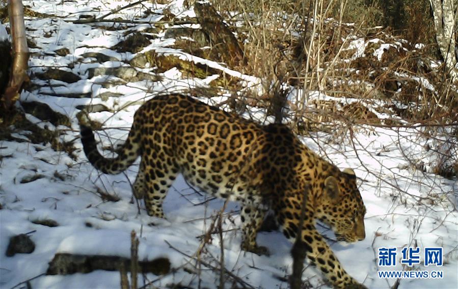 (圖文互動)(2)秦嶺再次拍攝到野生金錢豹