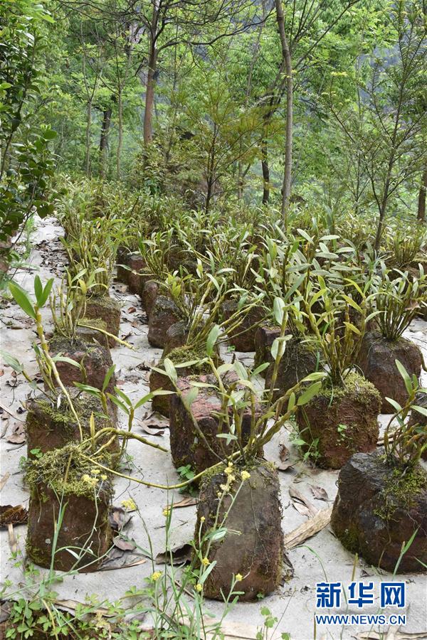 （決戰(zhàn)決勝脫貧攻堅&middot;圖文互動）（3）這個脫貧縣的石頭為何比土金貴？