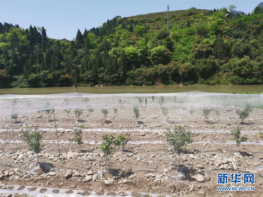 (決戰(zhàn)決勝脫貧攻堅(jiān)·圖文互動(dòng))(3)野奶角又見春天