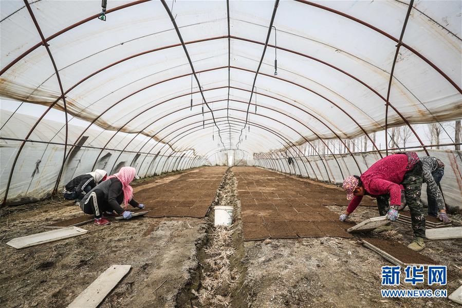 (在習(xí)近平新時(shí)代中國特色社會(huì)主義思想指引下——新時(shí)代新作為新篇章·習(xí)近平總書記關(guān)切事·圖文互動(dòng))(6)春耕忙 信心足——谷雨時(shí)節(jié)走馬東北直擊糧事