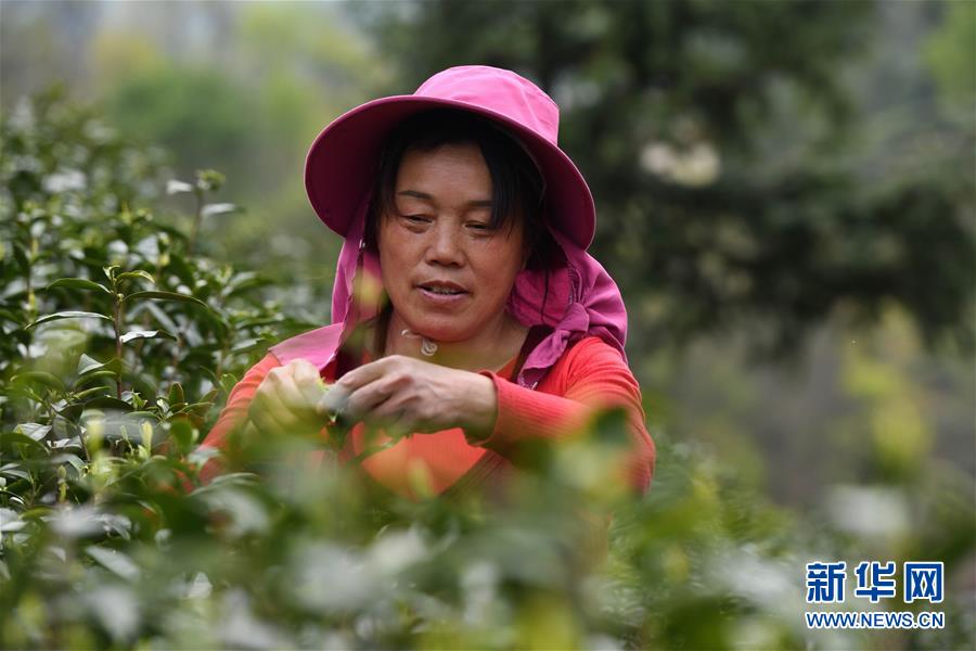 (新華全媒頭條·圖文互動)(2)紅土地上的“綠色減貧”決戰(zhàn)——大別山“將軍縣”金寨脫貧紀實