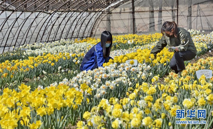 （圖文互動(dòng)）（6）這座小城，鐫刻下怎樣的&ldquo;世園印記&rdquo;&mdash;&mdash;北京世園會(huì)開(kāi)園一周年探訪延慶