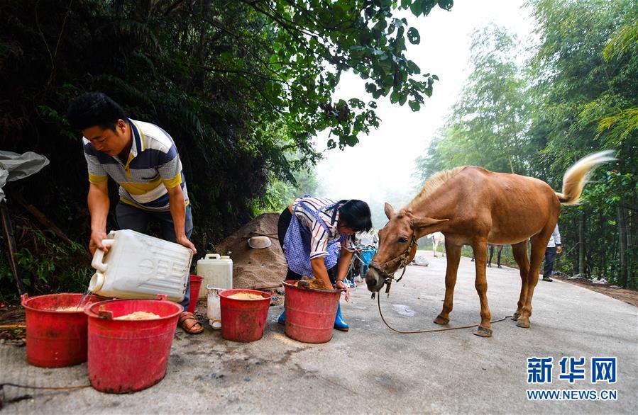 (決戰(zhàn)決勝脫貧攻堅(jiān)·圖文互動)(4)老余賣騾子
