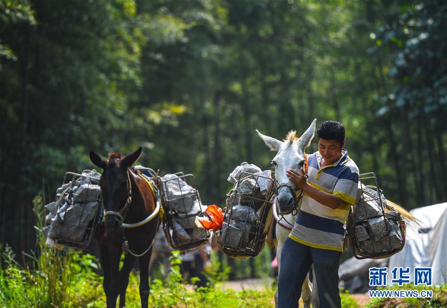 (決戰(zhàn)決勝脫貧攻堅(jiān)·圖文互動)(5)老余賣騾子