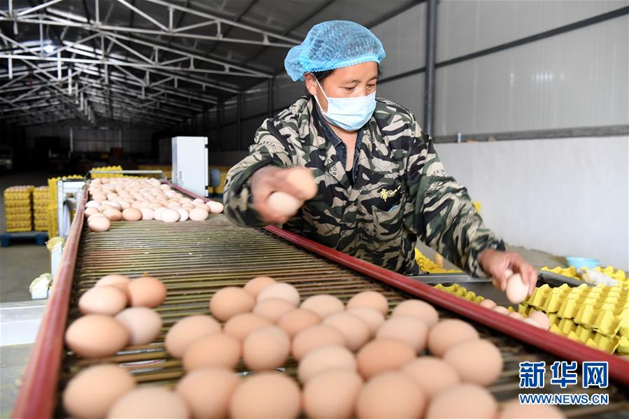 (決戰(zhàn)決勝脫貧攻堅·圖文互動)(1)河南汝陽:發(fā)展特色種植養(yǎng)殖產業(yè)助力農民脫貧