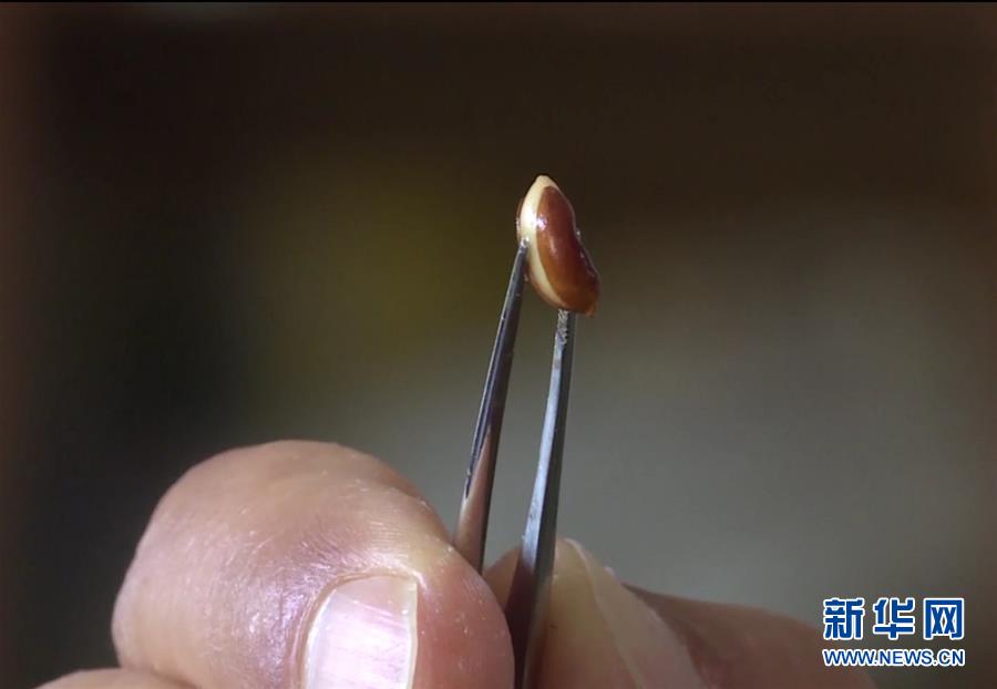 (圖文互動(dòng))(7)云南高黎貢山發(fā)現(xiàn)珍稀瀕危植物滇桐野生居群