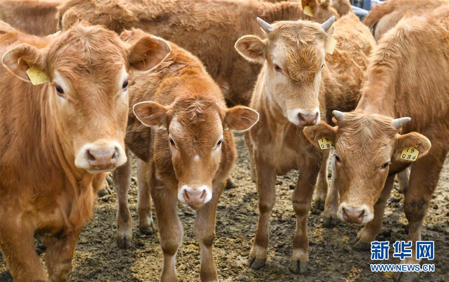 （決戰(zhàn)決勝脫貧攻堅&middot;圖文互動）（6）長白山下唱新篇&mdash;&mdash;吉林延邊州脫貧攻堅觀察