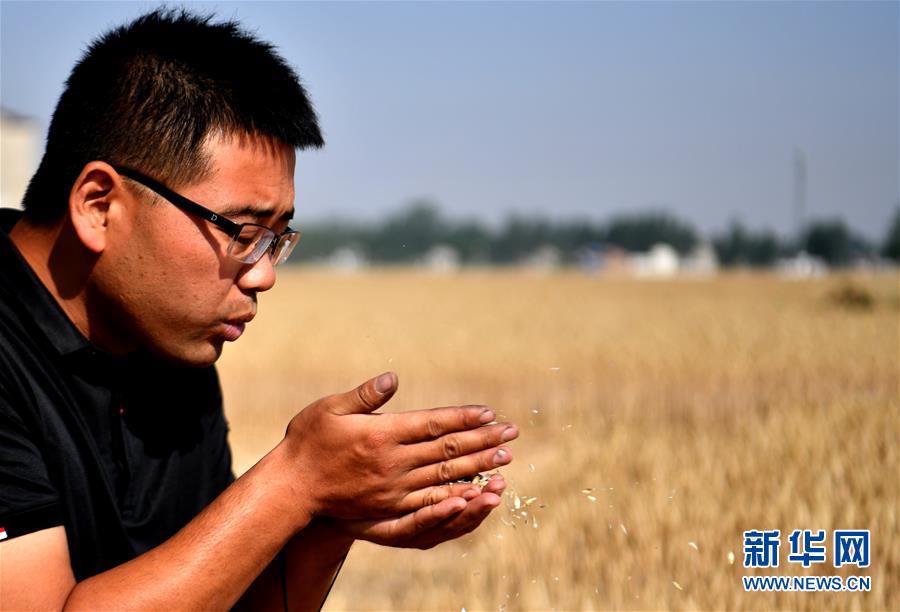 （關(guān)注三夏&middot;圖文互動(dòng)）（1）麥田&ldquo;后浪&rdquo;的農(nóng)事新說