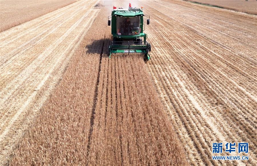 （關(guān)注三夏&middot;圖文互動(dòng)）（3）麥田&ldquo;后浪&rdquo;的農(nóng)事新說
