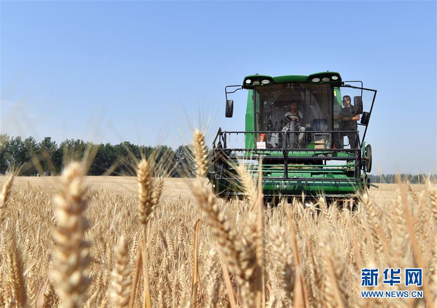 （關(guān)注三夏&middot;圖文互動(dòng)）（5）麥田&ldquo;后浪&rdquo;的農(nóng)事新說