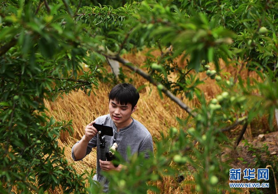 (新華全媒頭條·圖文互動(dòng))(4)待到滿山紅葉時(shí)——三峽重慶庫區(qū)踐行新發(fā)展理念面面觀