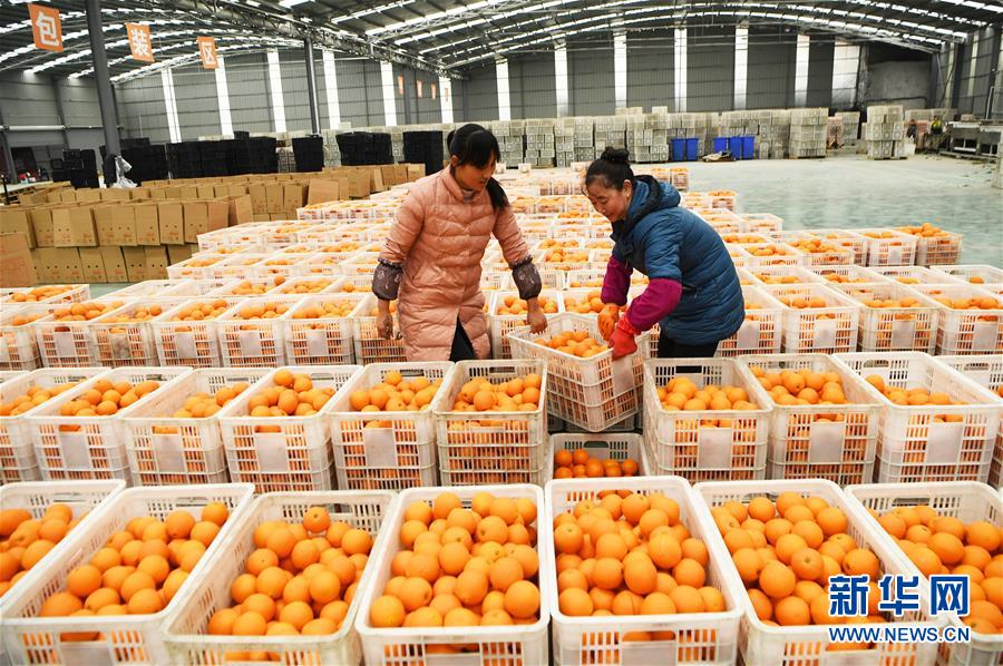 (新華全媒頭條·圖文互動(dòng))(6)待到滿山紅葉時(shí)——三峽重慶庫區(qū)踐行新發(fā)展理念面面觀