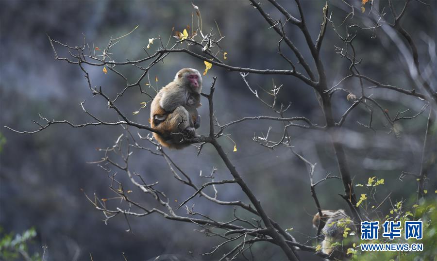 (新華全媒頭條·圖文互動(dòng))(9)待到滿山紅葉時(shí)——三峽重慶庫區(qū)踐行新發(fā)展理念面面觀