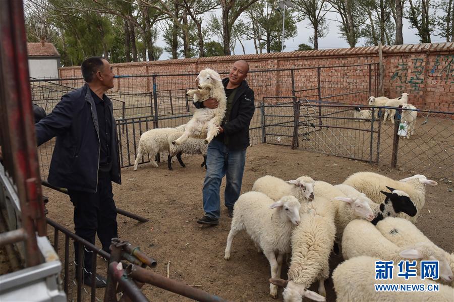 (決戰(zhàn)決勝脫貧攻堅·圖文互動)(2)“活羊經(jīng)紀(jì)人”老白