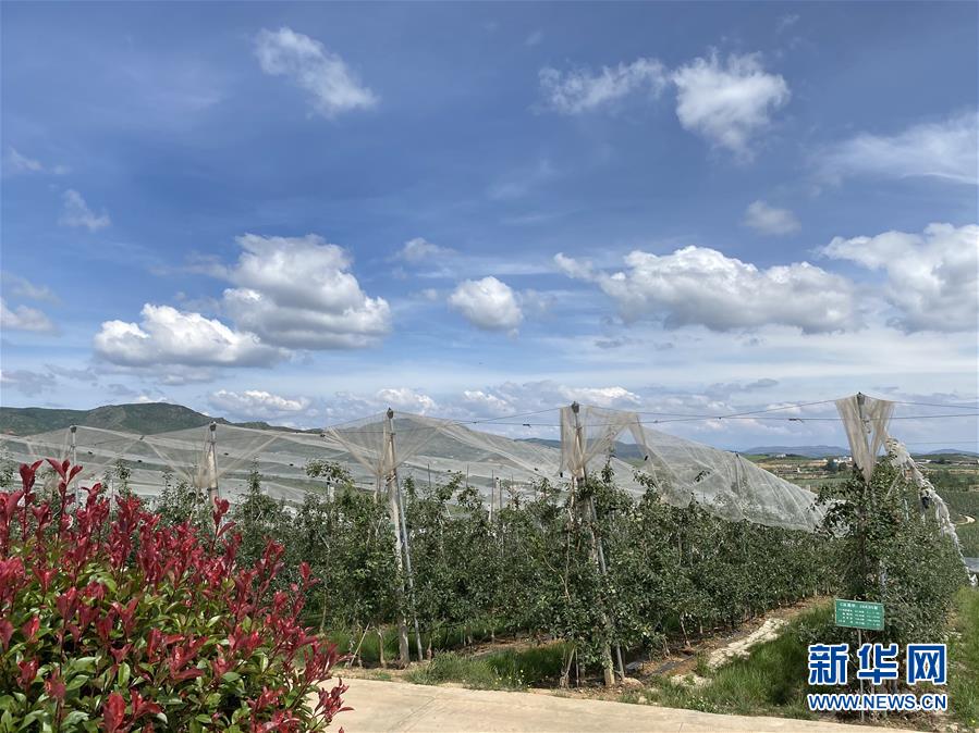 （決戰(zhàn)決勝脫貧攻堅(jiān)&middot;圖文互動(dòng)）（3）高原紅了，日子好了&mdash;&mdash;貴州海拔最高縣發(fā)展蘋(píng)果產(chǎn)業(yè)見(jiàn)聞