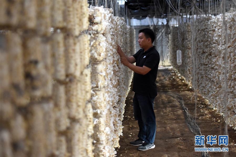  （新華全媒頭條&middot;圖文互動(dòng)）（7）青春，在希望的田野上&mdash;&mdash;大別山區(qū)尋訪&ldquo;城歸&rdquo;大學(xué)畢業(yè)生