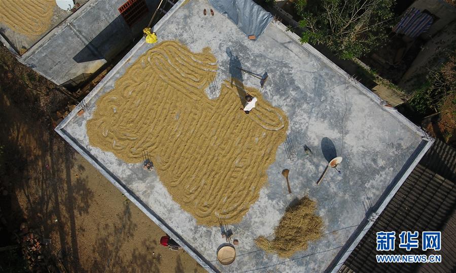 （走向我們的小康生活&middot;圖文互動(dòng)）（3）黎苗山鄉(xiāng)種養(yǎng)&ldquo;老行當(dāng)&rdquo;擦亮&ldquo;綠色牌&rdquo;