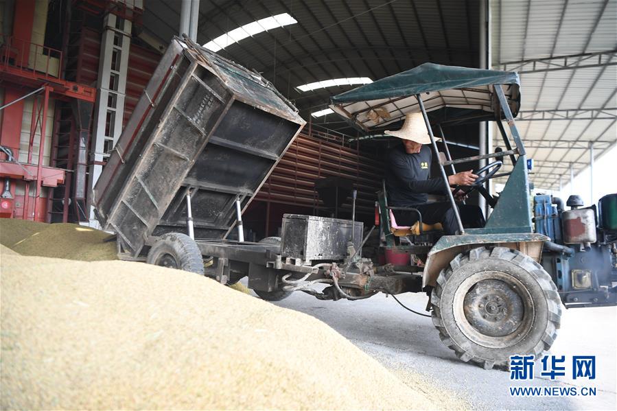 (防汛抗洪·圖文互動(dòng))(2)洞庭湖畔打響糧食保衛(wèi)戰(zhàn)