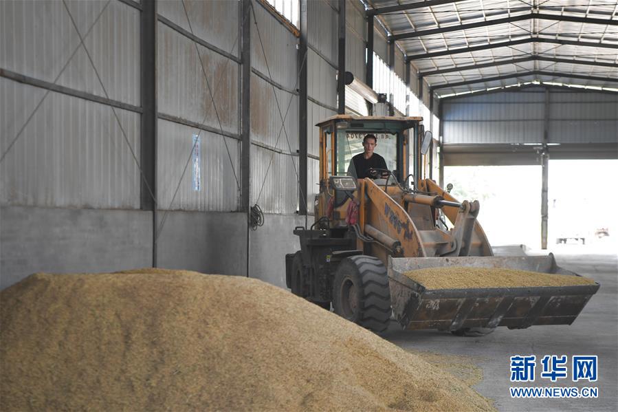 (防汛抗洪·圖文互動(dòng))(3)洞庭湖畔打響糧食保衛(wèi)戰(zhàn)