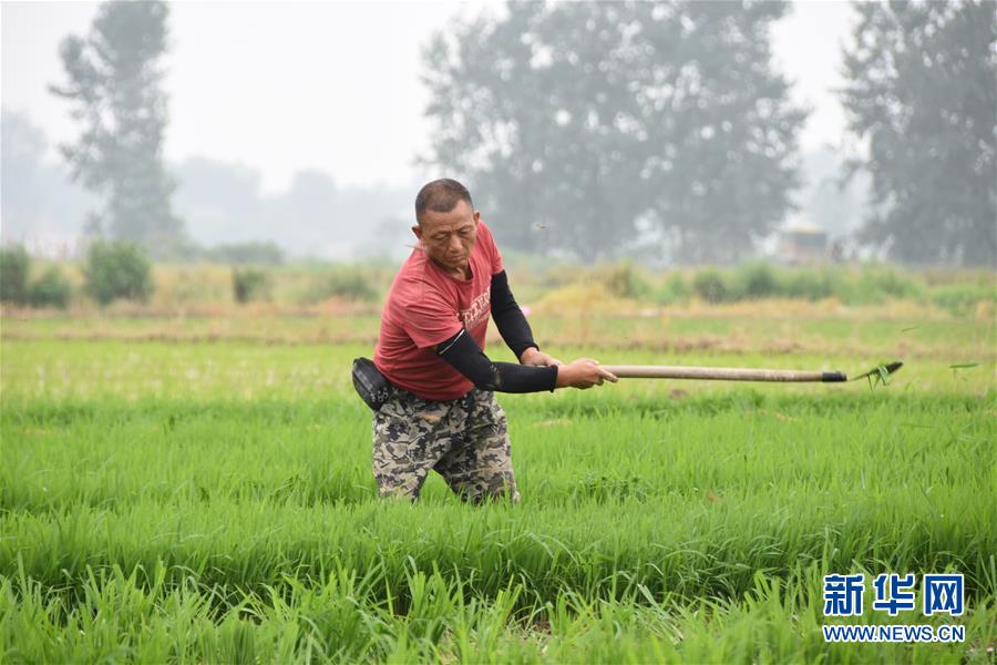 (防汛抗洪·圖文互動(dòng))(4)洞庭湖畔打響糧食保衛(wèi)戰(zhàn)