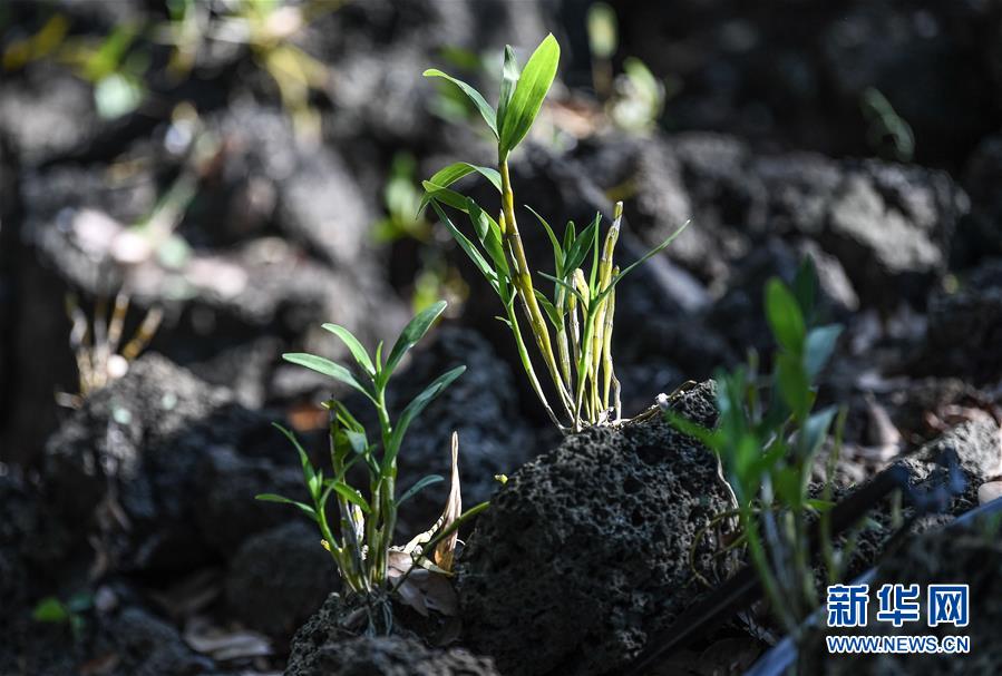 (新華全媒頭條·走向我們的小康生活·圖文互動)(13)留住鄉(xiāng)愁留住美——千村競秀綴瓊州