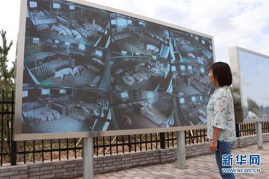 (鄉(xiāng)村振興·圖文互動(dòng))(3)內(nèi)蒙古伊金霍洛旗:自家生豬基地養(yǎng) 環(huán)境好來(lái)收入旺