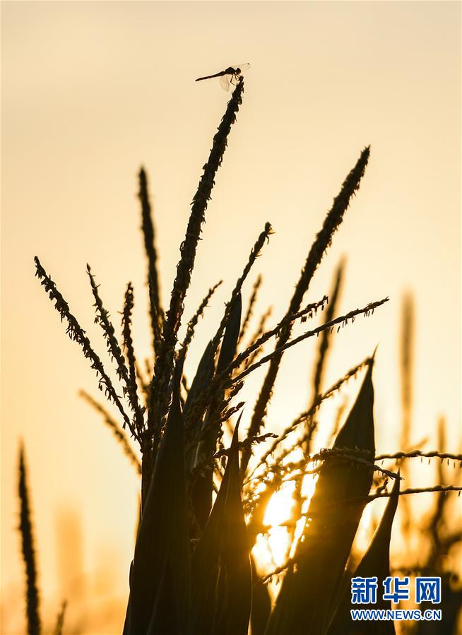 (在習(xí)近平新時(shí)代中國特色社會(huì)主義思想指引下——新時(shí)代新作為新篇章·習(xí)近平總書記關(guān)切事·圖文互動(dòng))(9)讓百姓吃得飽還要吃得好——夯實(shí)糧食安全基礎(chǔ)端牢中國飯碗