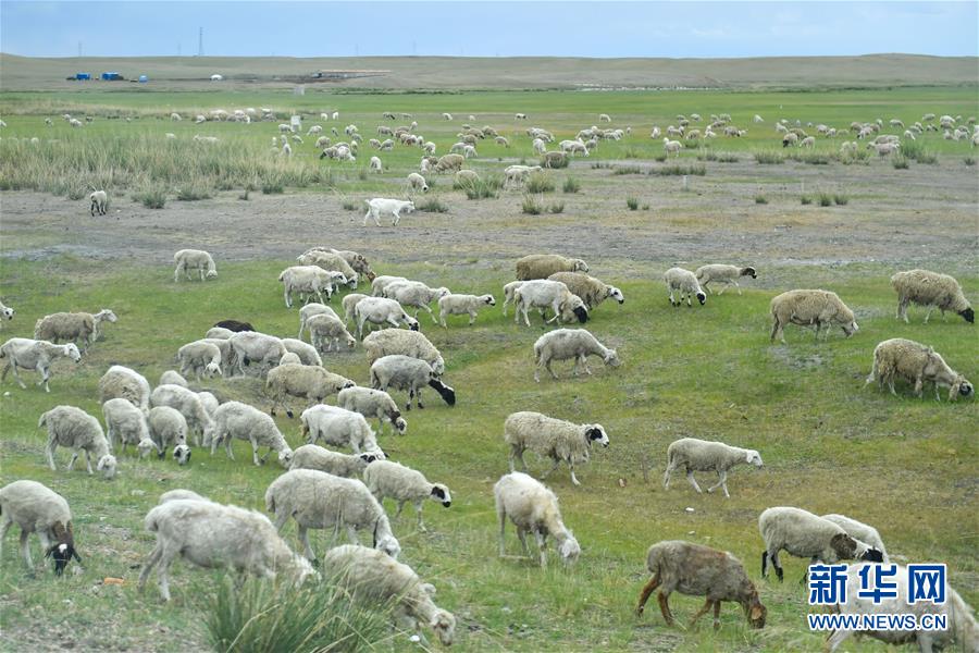 （走向我們的小康生活&middot;圖文互動(dòng)）（1）草原有了網(wǎng)，手機(jī)能放羊&mdash;&mdash;看呼倫貝爾大草原牧民生活變了樣 