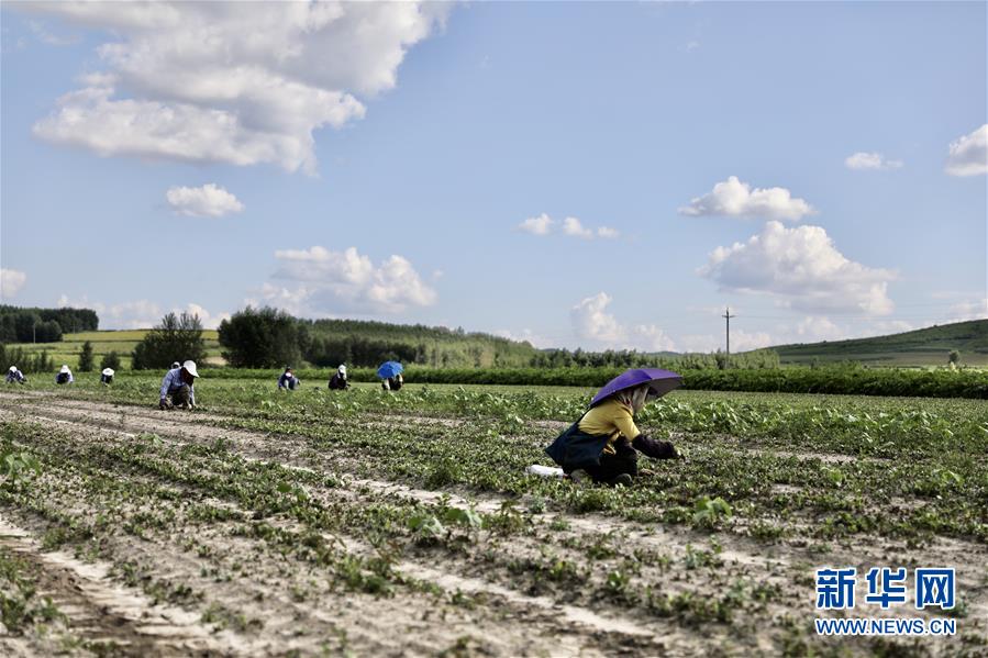 (決戰(zhàn)決勝脫貧攻堅(jiān)·圖文互動(dòng))(2)脫貧致富新“良藥”