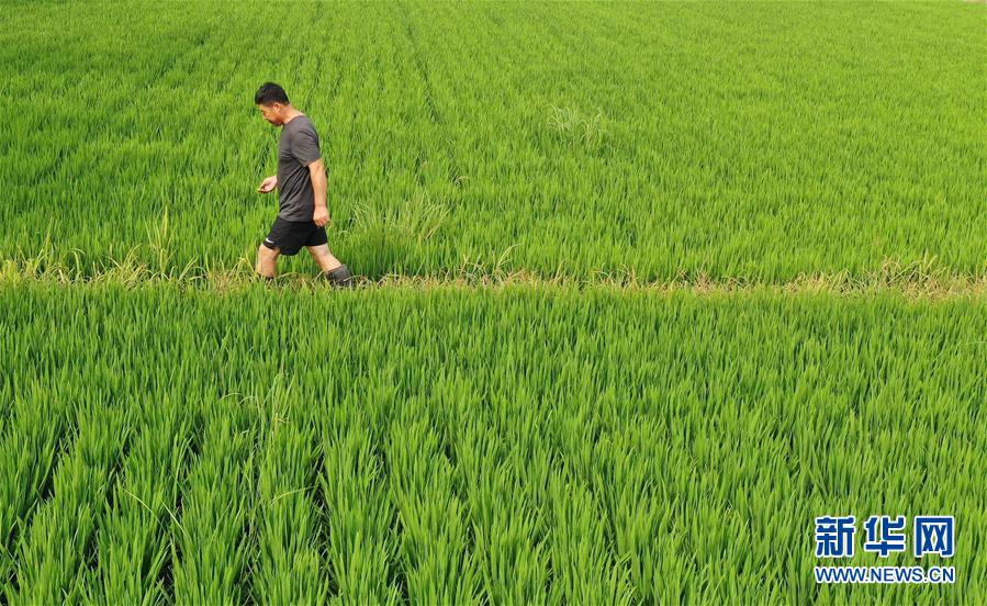 (新華全媒頭條·走向我們的小康生活·圖文互動)(7)“南大荒”變“稻蟹鄉(xiāng)”——資源枯竭型城市盤錦的鄉(xiāng)村振興之路